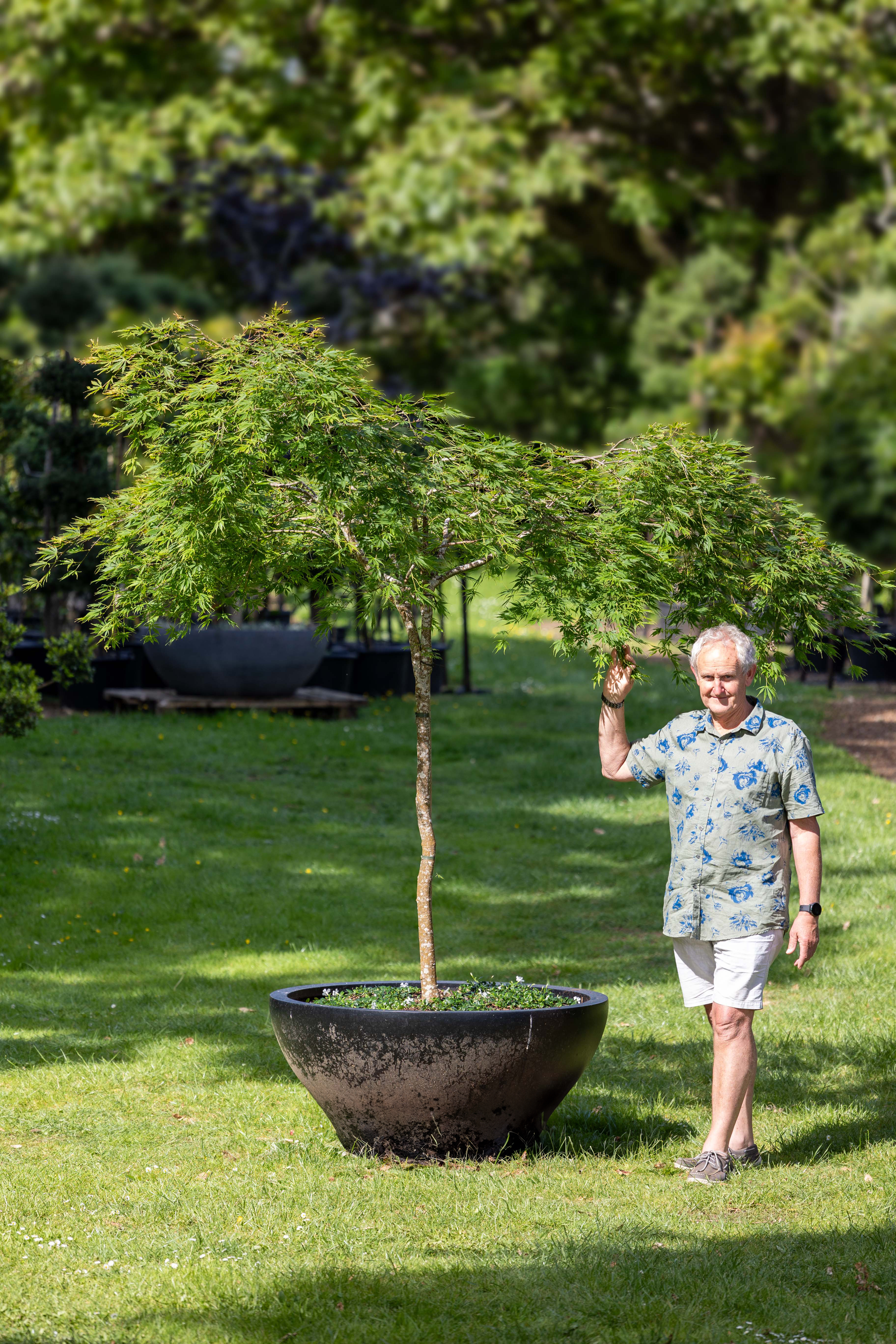 Real 2024 topiary trees